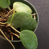 Hoya Neocaledonica