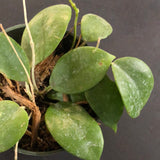 Hoya Neocaledonica