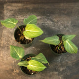 Philodendron Gloriosum