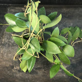 Hoya Pottsii 'Chiang Mai'