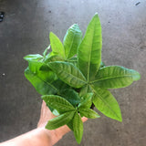 Money Tree 'Lucky Stumps' (Pachira Aquatica)