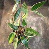 Hoya Latifolia variegated margins AKA macrophylla albo marginata (hanging basket)
