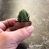Crassula Columnaris AKA Buddhas Temple