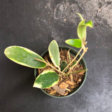 Hoya Verticilata/Parasitica white margins (albo marginata)