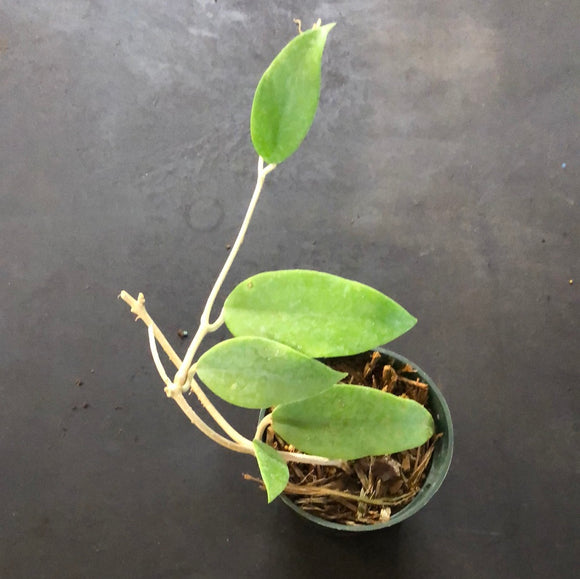 Hoya Arnottiana
