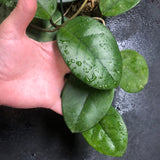 Hoya Fungii (Hanging Basket)