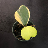 Hoya Kerrii "variegated margin" AKA albo marginata