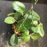 Hoya Fungii (Hanging Basket)