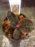 Anoectochilus Chapaensis AKA "Golden Jewel Orchid"
