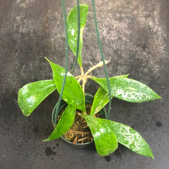 Hoya Estrella Waterfalls (IML 1256)