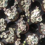 Variegated String of Hearts (Ceropegia Woodii)