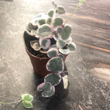 Variegated String of Hearts (Ceropegia Woodii)