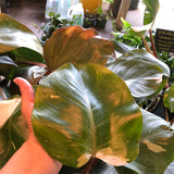 'White Knight' Philodendron