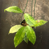 Hoya Callistophylla (hanging basket)