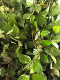Hoya Khroniana black leaves