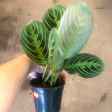 Maranta Leuconeura var. Erythroneura aka Lemon Lime Prayer Plant