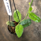 Hoya Globulosa (hanging basket)