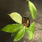 Hoya Callistophylla (hanging basket)