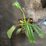 Philodendron Joeppii
