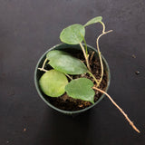 Hoya Neocaledonica
