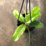 Hoya Globulosa (hanging basket)