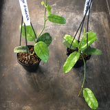 Hoya Globulosa (hanging basket)