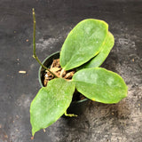 Hoya Russell cv. (iligiorum x Viola)