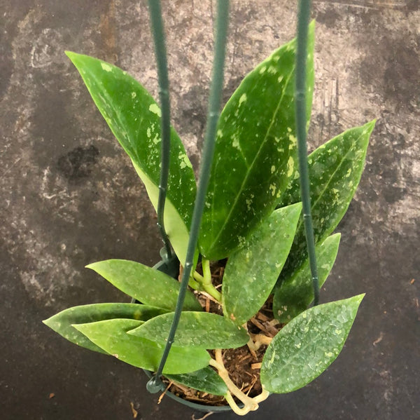 Hoya Verticillata splash (hanging basket) – Christine's Tropical