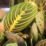 Maranta Leuconeura var. Erythroneura aka Lemon Lime Prayer Plant
