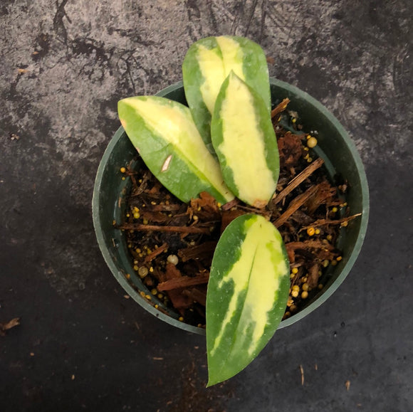 Hoya Verticillata/Parasitica (reverse or inner albo variegated)