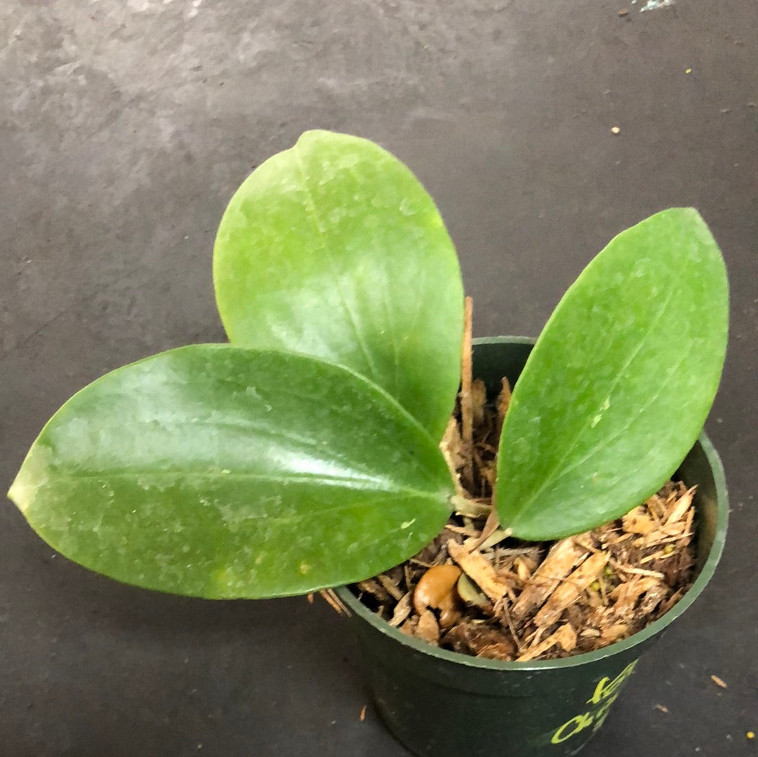 Hoya Pottsii 'Chiang Mai' – Christine's Tropical & Exotic Plants