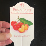 Barbados Cherry 'Acerola' Bush