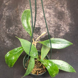 Hoya Estrella Waterfalls (IML 1256)