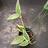 Hoya Latifolia variegated margins AKA macrophylla albo marginata  (Hanging Basket)