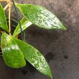 Hoya Estrella Waterfalls (IML 1256)