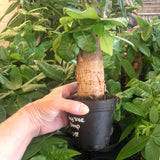 Money Tree 'Lucky Stumps' (Pachira Aquatica)