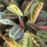 Red Maranta aka Red Prayer Plant