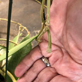 Hoya Pottsii 'Chiang Mai'