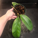 Hoya Monetteae