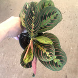 Red Maranta aka Red Prayer Plant