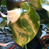 'White Knight' Philodendron