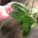 Hoya Juannguoana (Hanging Basket)