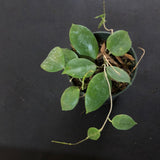 Hoya Neocaledonica
