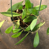 Hoya Davidcummingii (hanging basket)