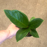 Anthurium Cobra