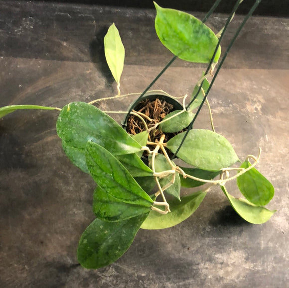 Hoya Juannguoana (Hanging Basket)