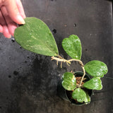 Hoya Kerrii splash (Hanging Basket)