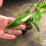 Hoya India (IML 1598) (hanging basket)