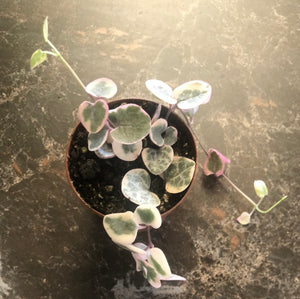 Variegated String of Hearts (Ceropegia Woodii)