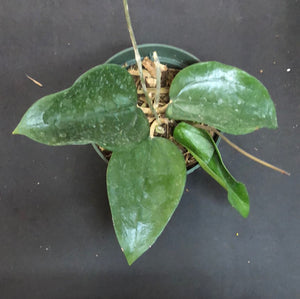 Hoya Khao Yai sp. 22